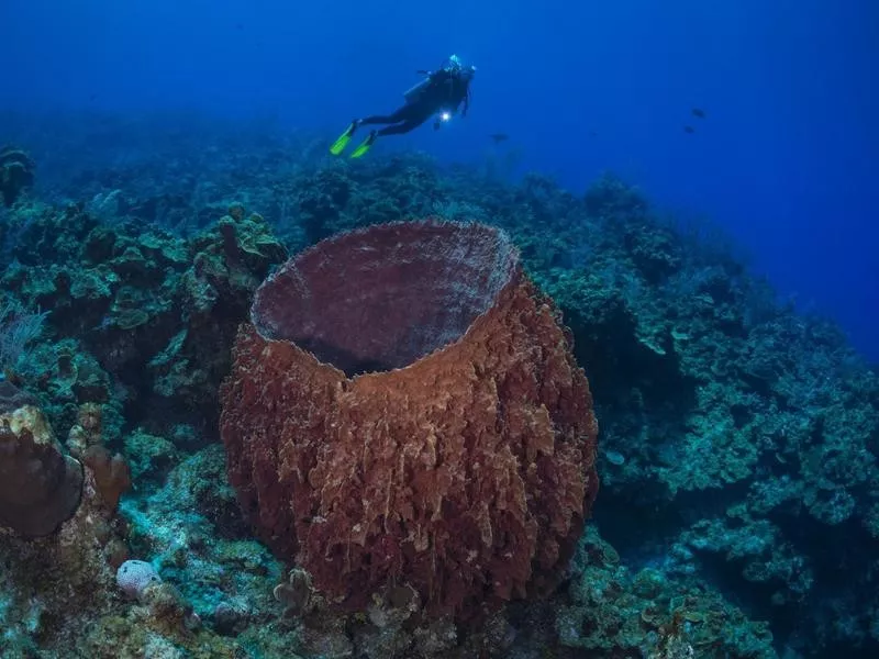 Giant Barrel Sponge