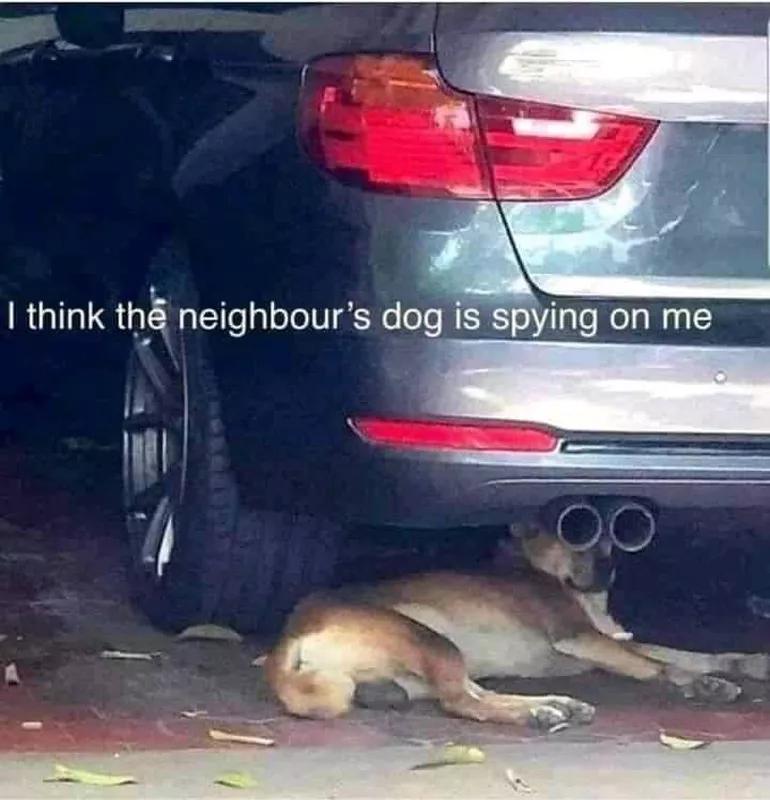 Dog spy