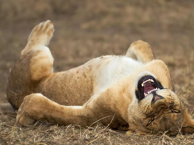 laughing lion