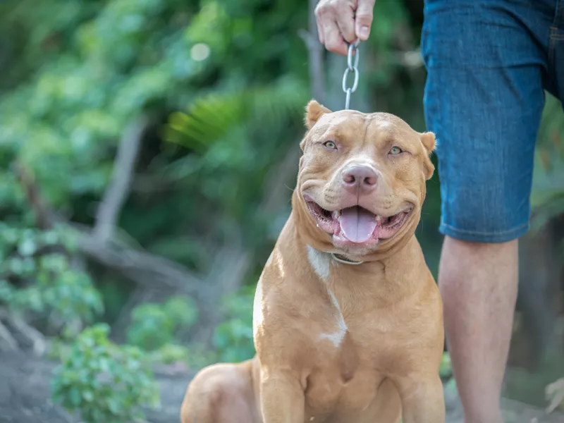 Pit bull dog sitting with owner