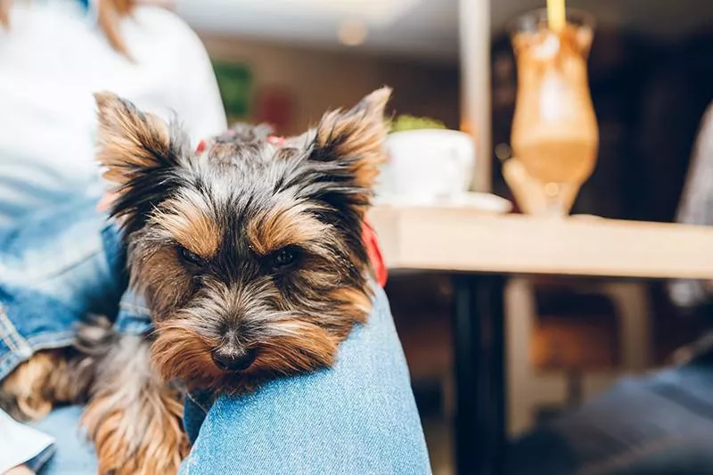 Yorkshire Terrier sitting on couch