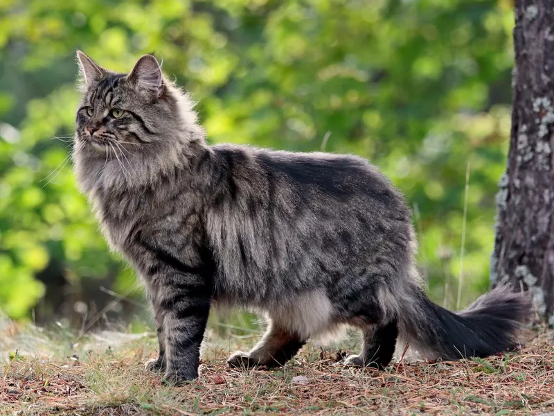 Norwegian forest cat male in forest