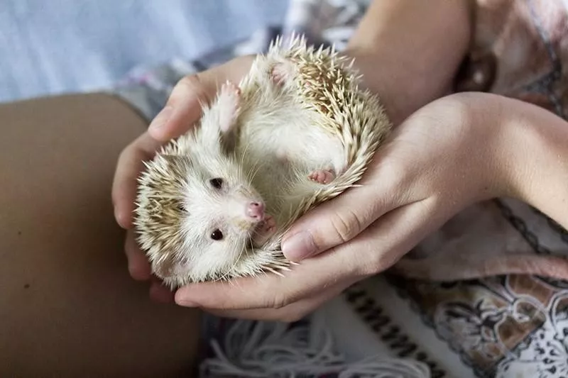 African Pygmy Hedgehog