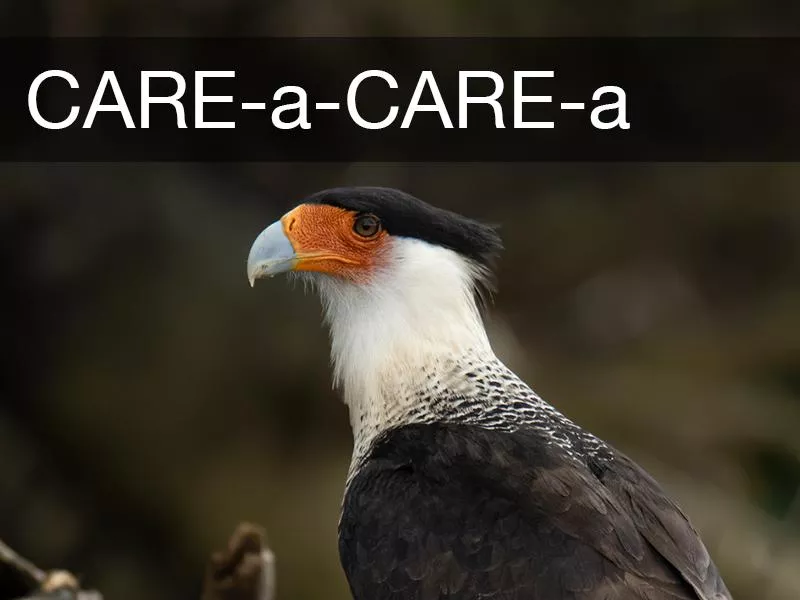 Crested Caracara