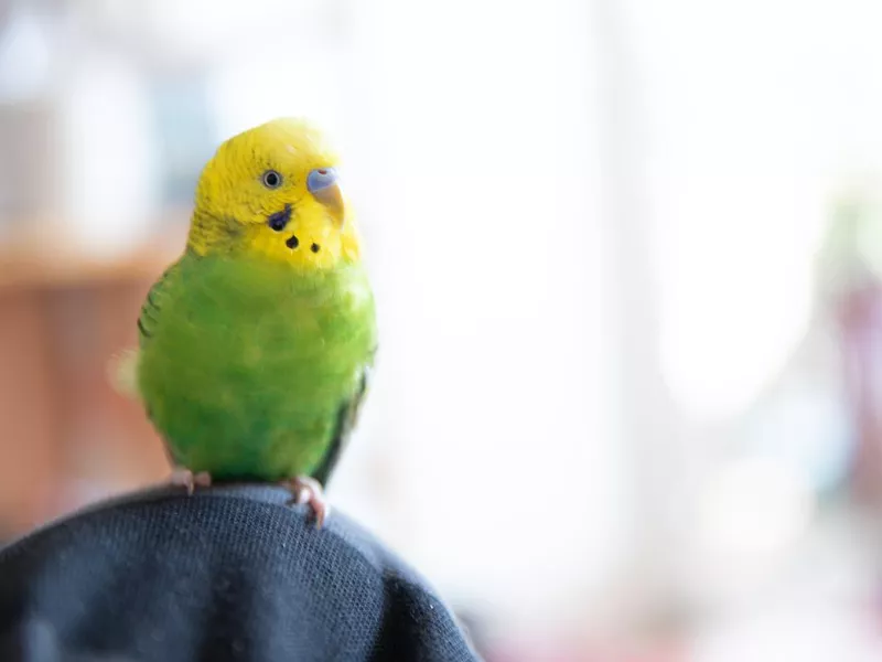 Parakeet