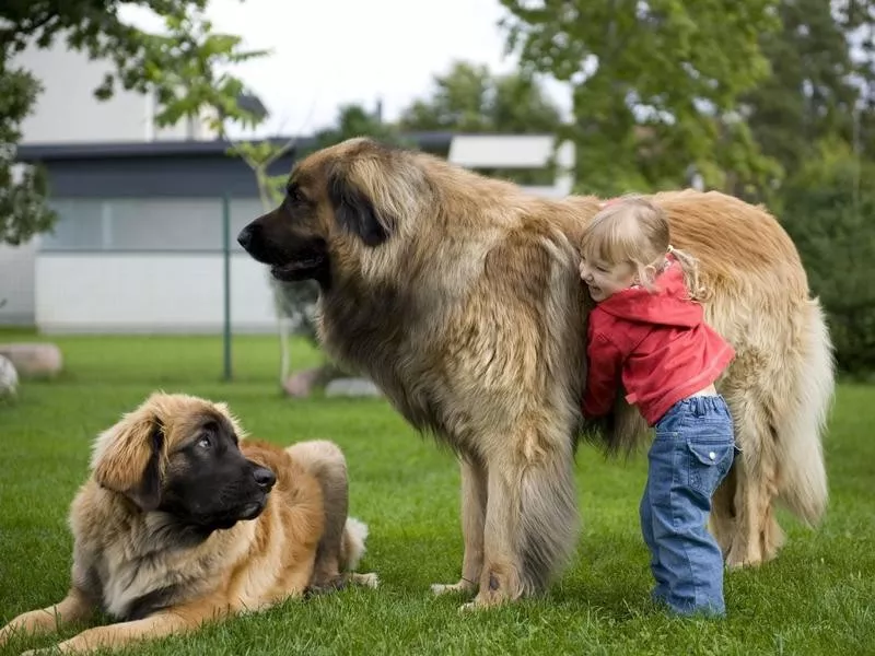 Leonberger