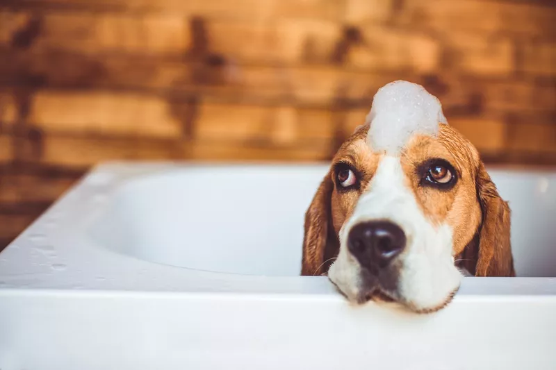 Beagle dog having a bath