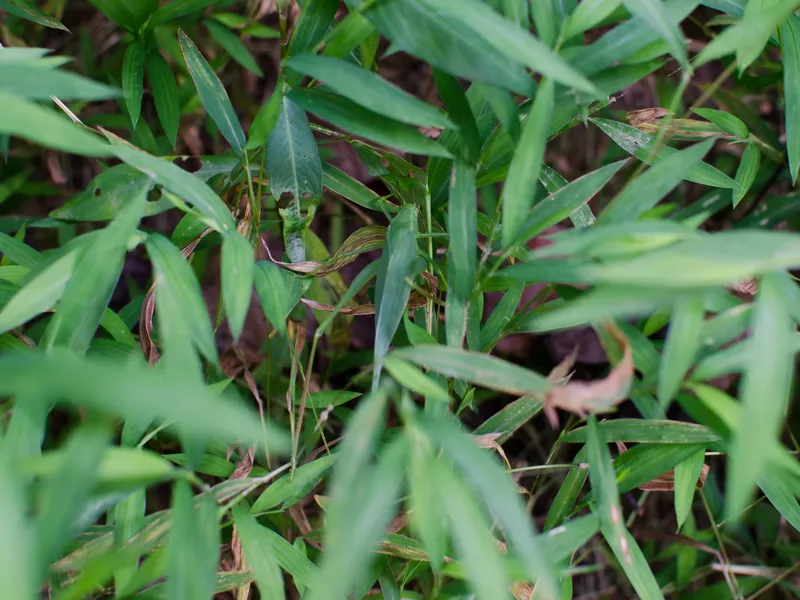 Leaf Katydid