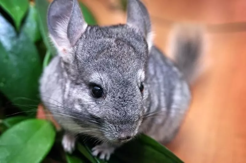 Chinchilla