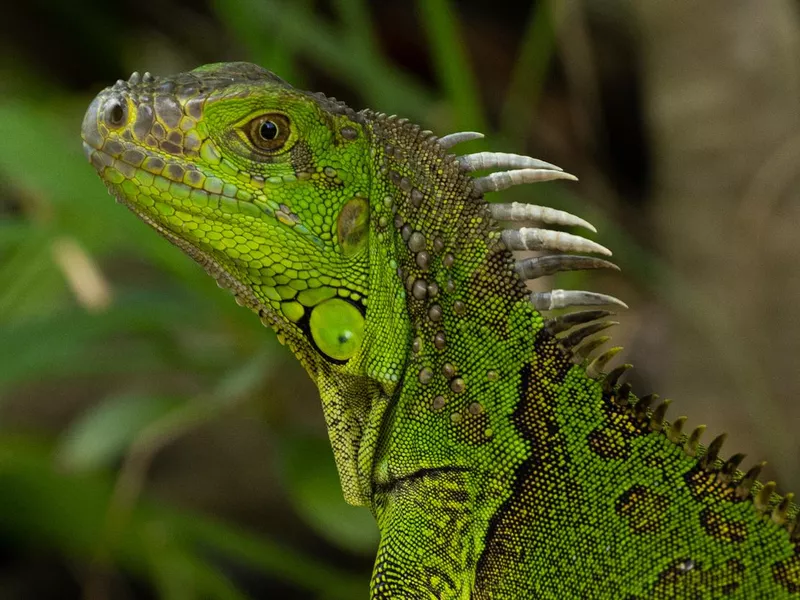 Green Iguana