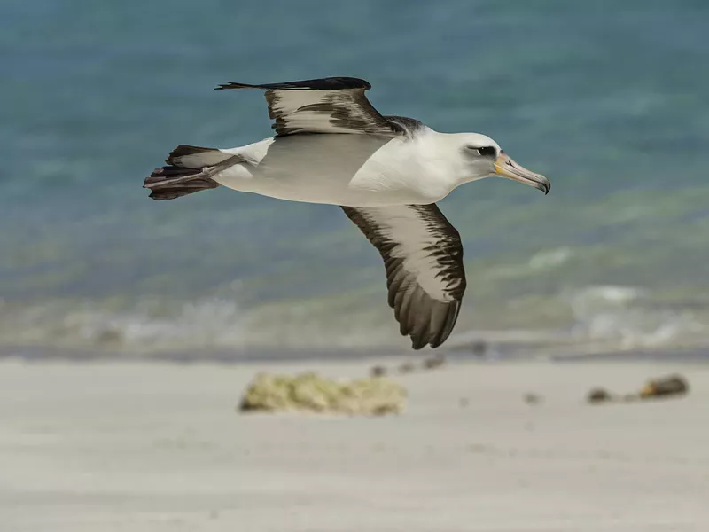 Laysan Albatross