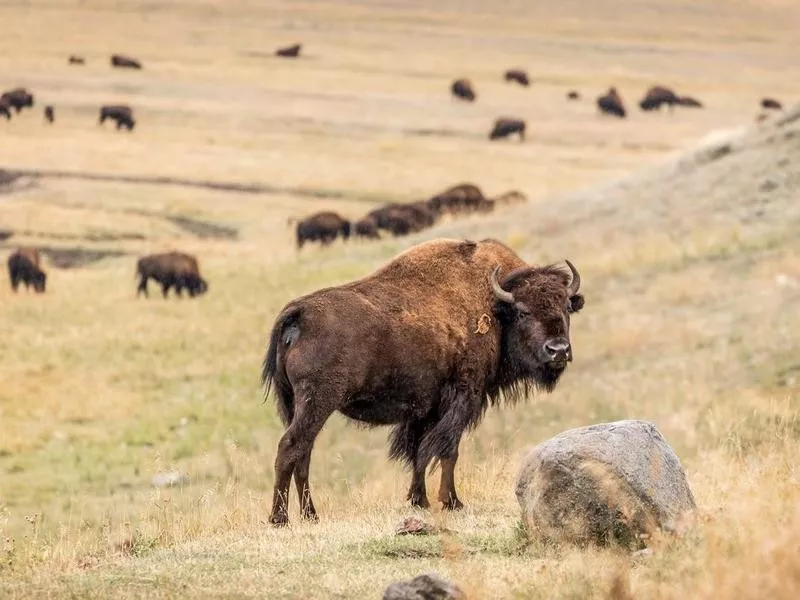 Bison