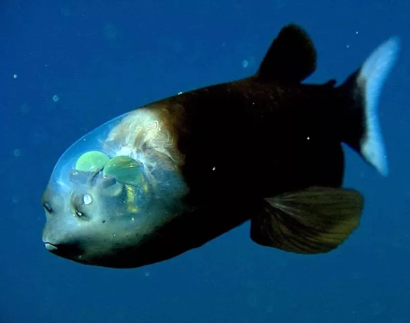 Barreleye side view