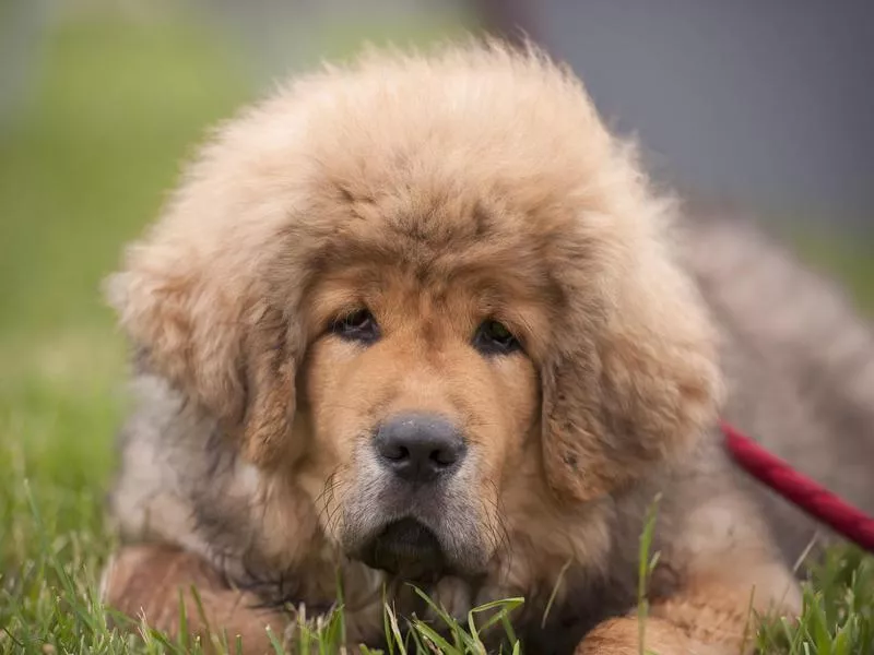 Tibetan Mastiff