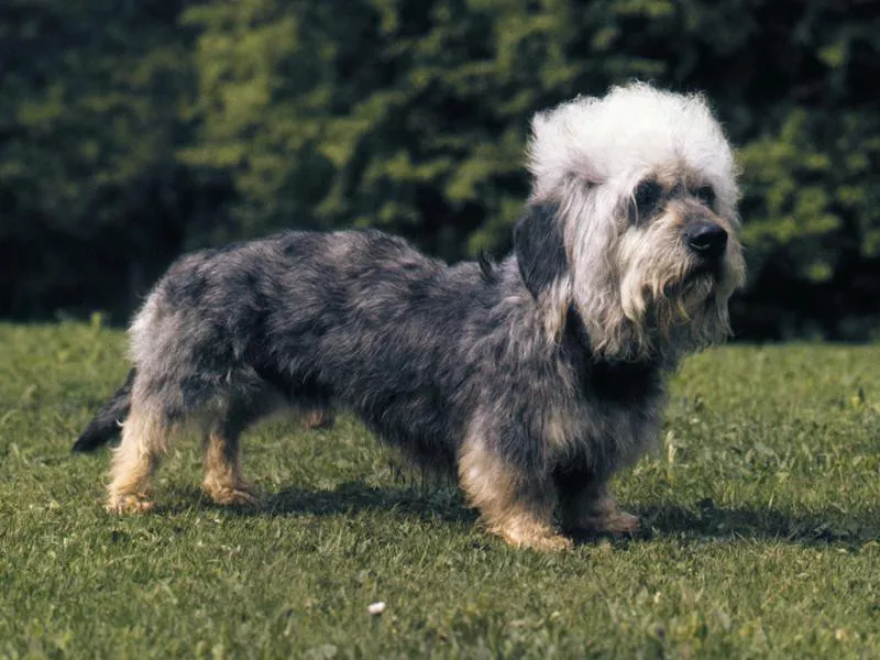 Dandie Dinmont Terrier