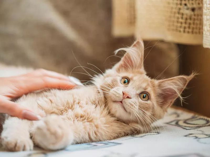 Maine Coon