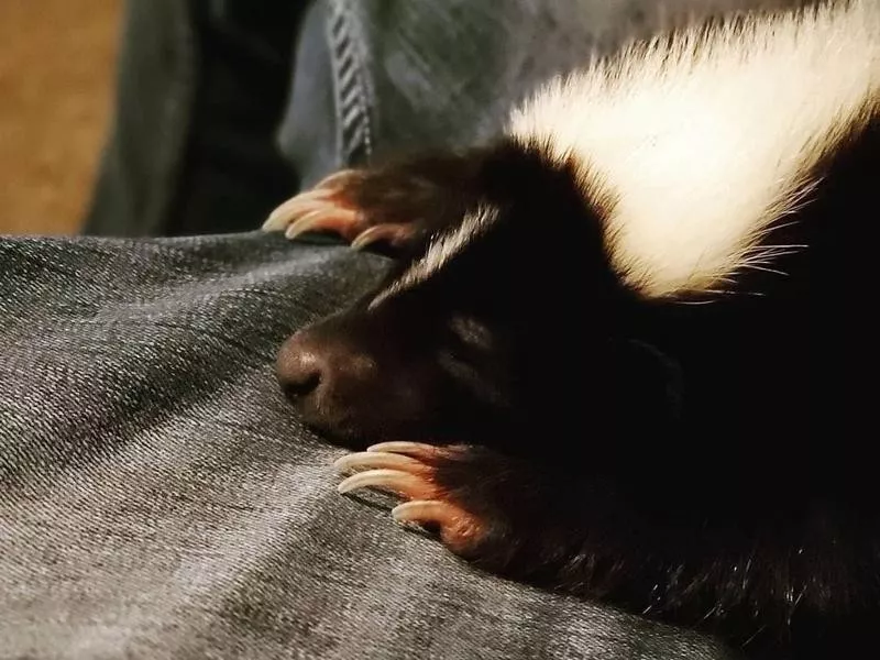 Skunk sleeping