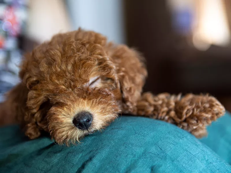 Poodle dog is lying and sleeping in woman's lap