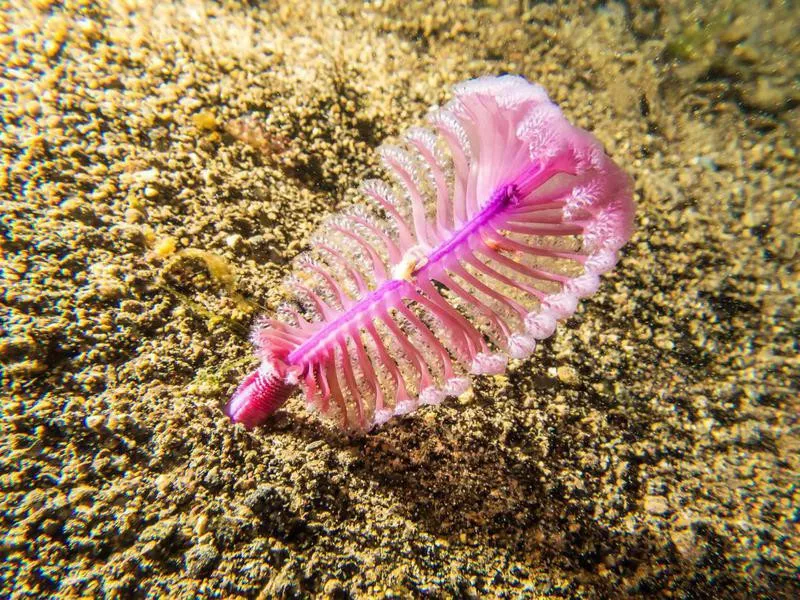 Sea Pen