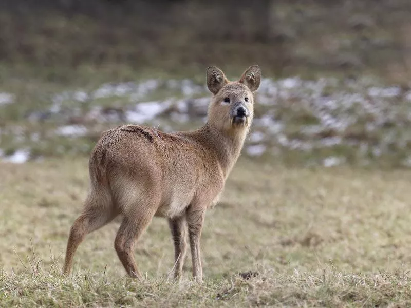 Chinese Water Deer