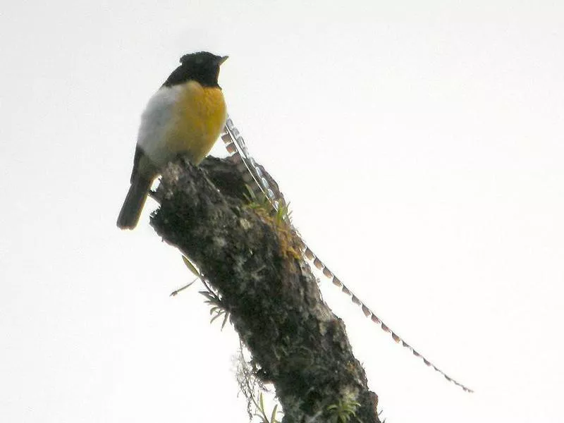 King of Saxony Bird-of-Paradise