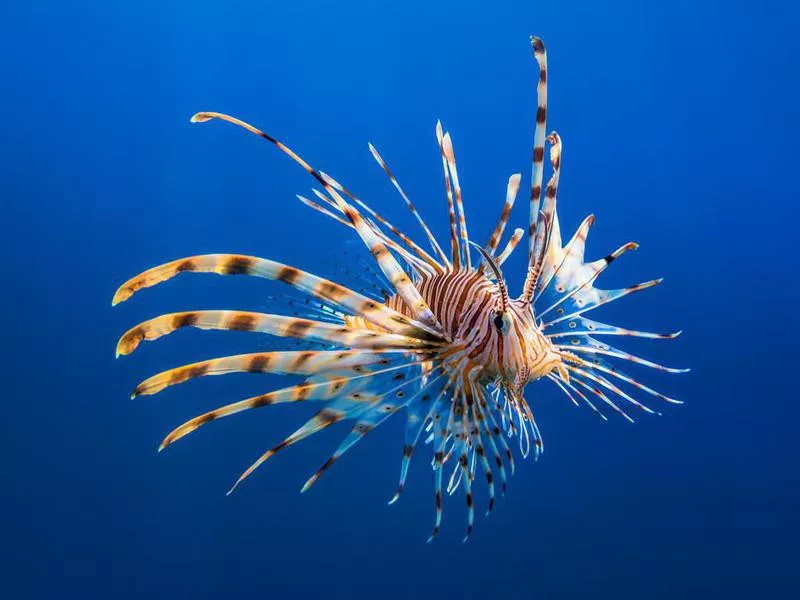 Red lionfish