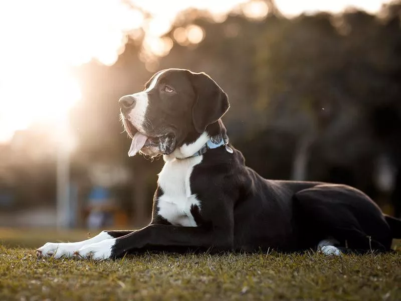 Great Dane