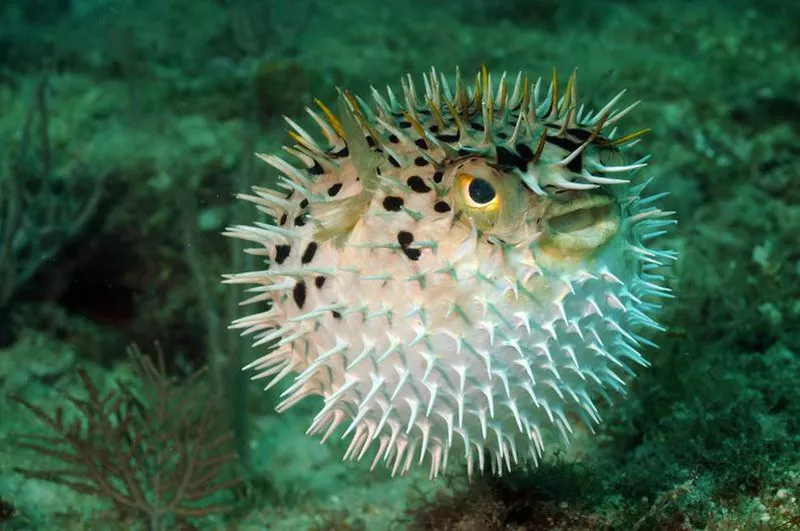 pufferfish