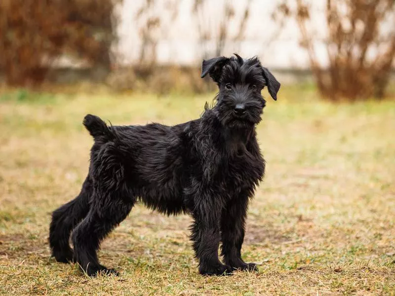 Black Giant Schnauzer of Giant Schnauzer dog