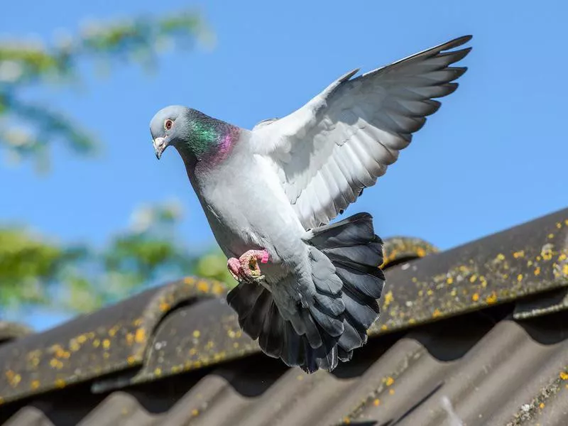 Racing Pigeon