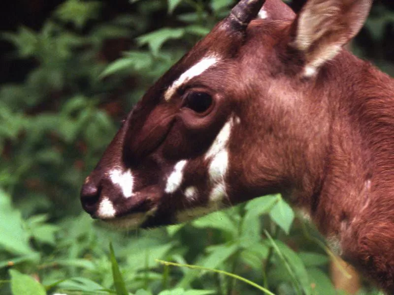 Rare animals: saola endangered species