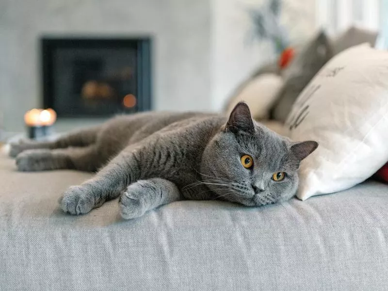 British Shorthair