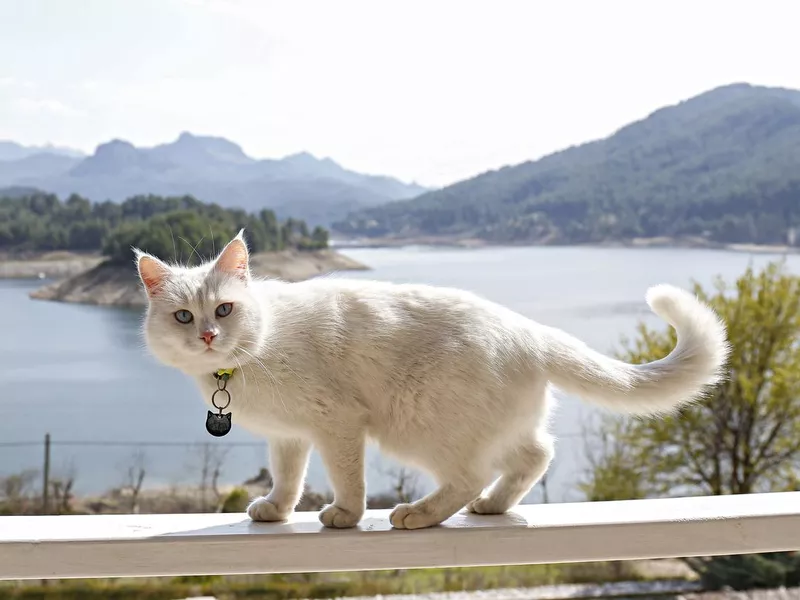 White angora cat