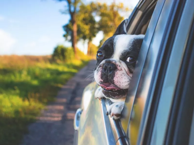 car dog