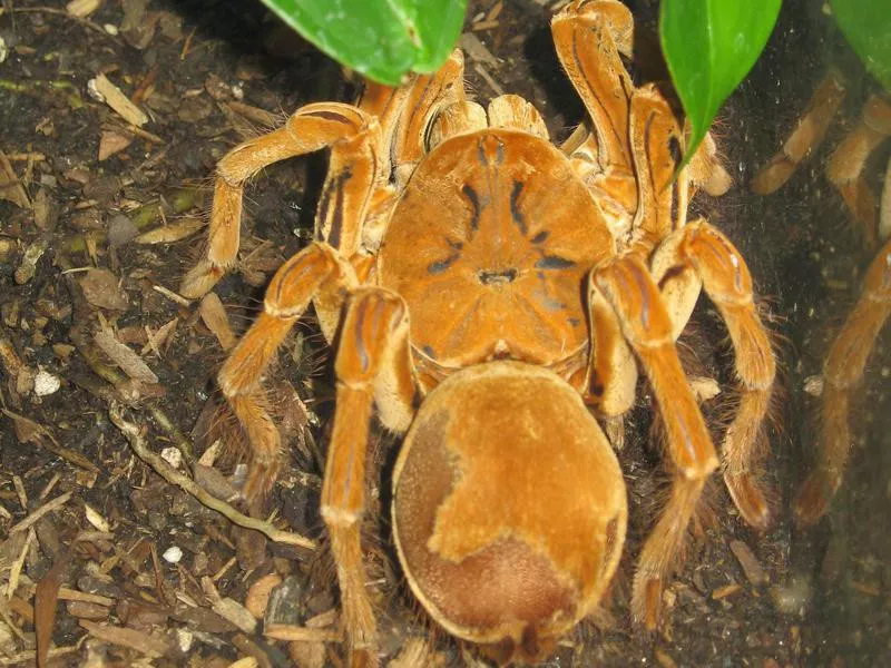 Goliath Bird Eating Spider