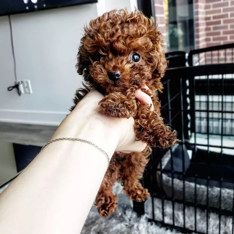 Brown teacup poodle