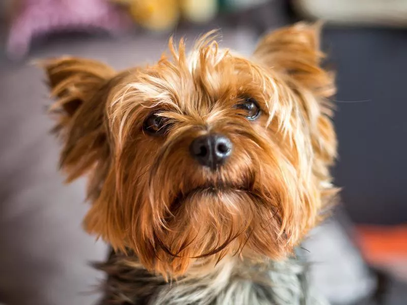 Yorkshire terrier