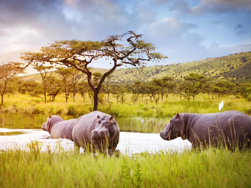 Hippos in Akagera National Park