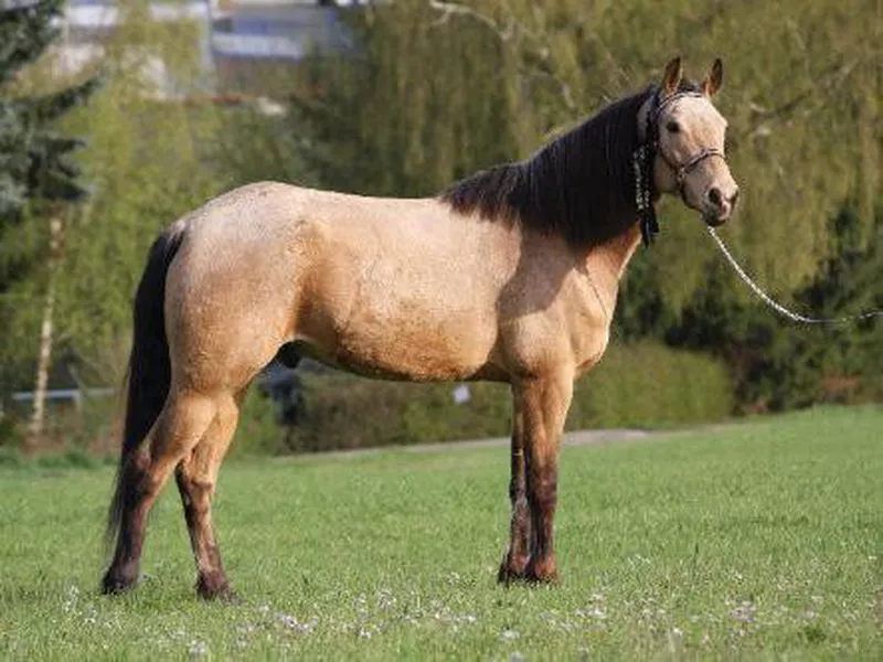 Missouri Fox Trotter