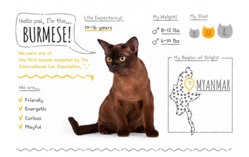 burmese cat