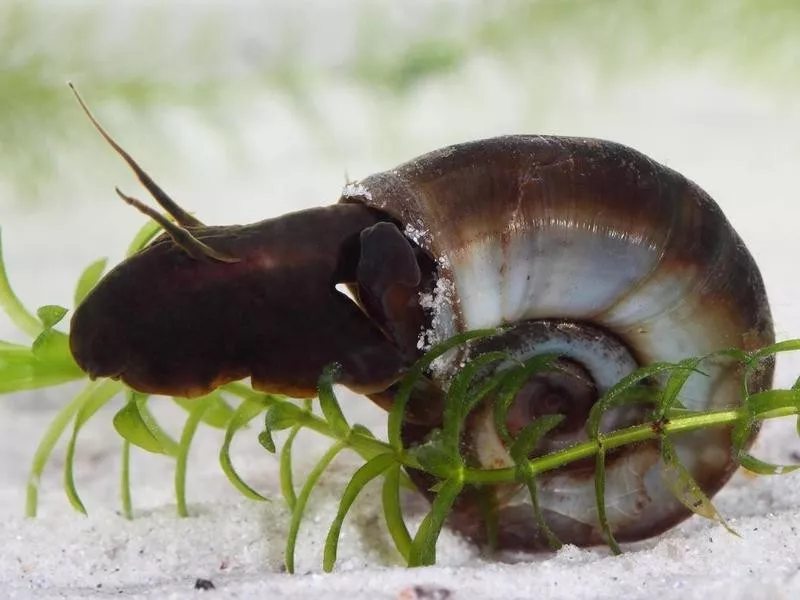 Freshwater Snails