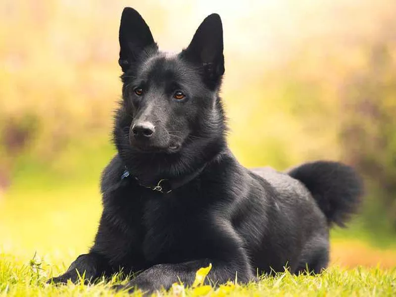 Black Norwegian Elkhound