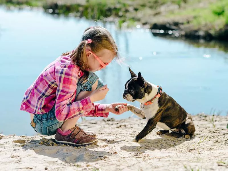 boston terrier