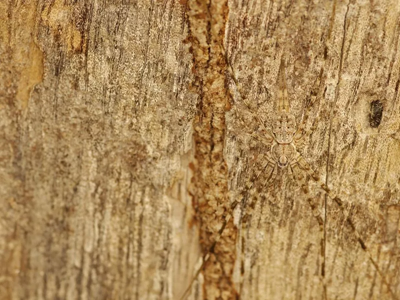 Camouflage spider