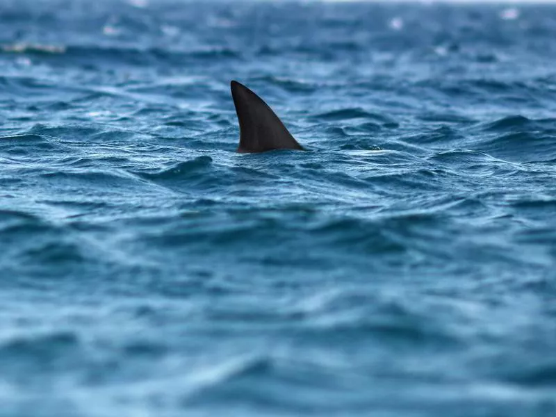 Shark dorsal fin