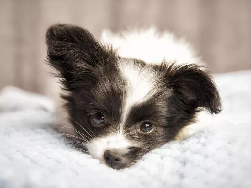 Papillon puppy