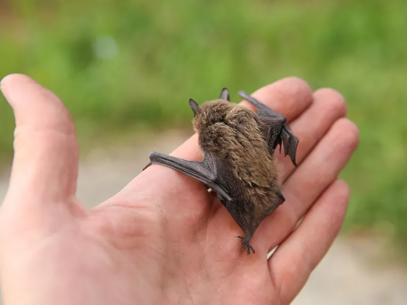 little bat on man's hand