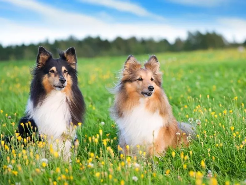 Shetland Sheepdogs