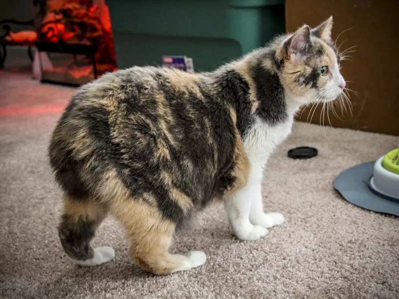 Manx Calico Cat