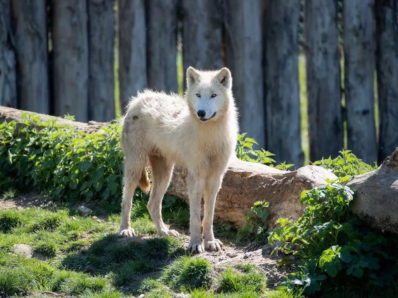 ZooParc de Beauval